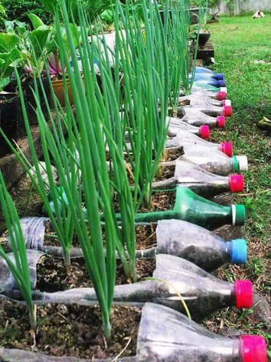 Back To Nature Mari Bercocok Tanam dengan Media Sederhana 