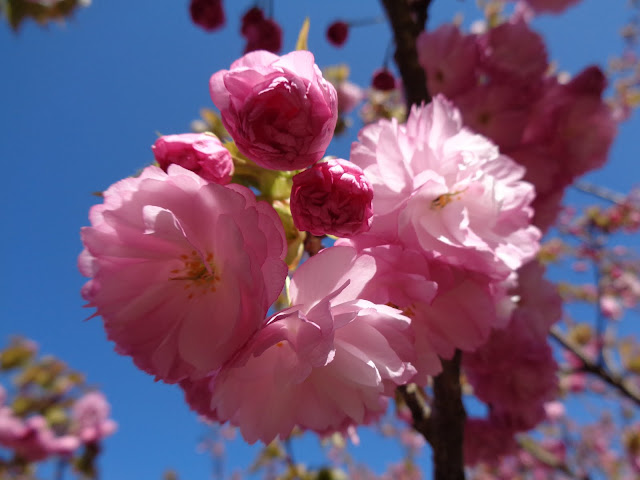 マウンテンストリームきしもとの牡丹桜