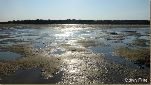 tern island birding_062