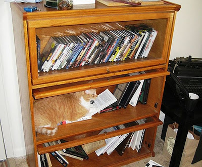 How to Organize Your Cats Seen On www.coolpicturegallery.us