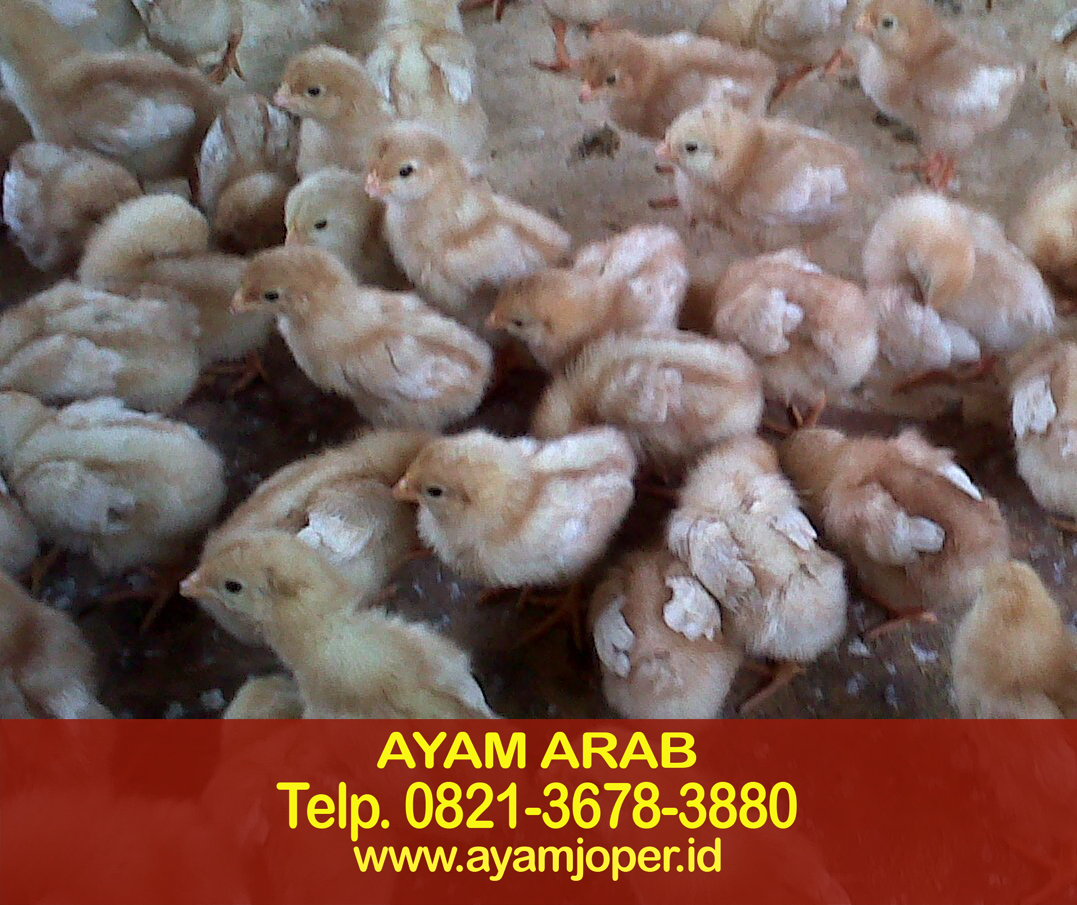 Bibit Ayam Arab Bengkulu 