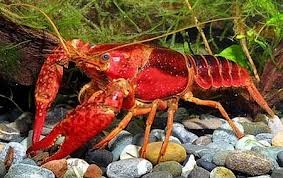 Invertebrados Procambarus clarkii Lagostim Vermelho 