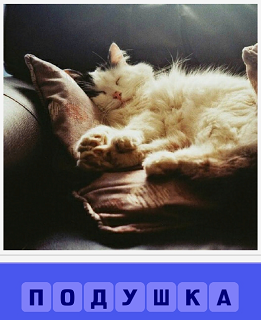  на подушке спит развалившись белая кошка, вытянув лапы