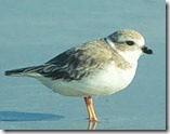 Plover Bird_How Hawaii was Discovered