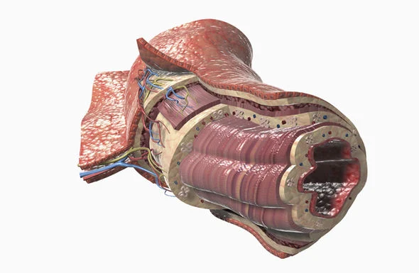 Digestive tube histology