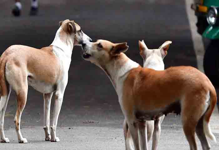 Stray dog attack again in Kannur Muzhappilangad, Kannur, News, Janvi, Stray dog attack, Injury, Hospital, Treatment, Eye witness, Kerala