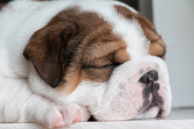 raça de cachorro pequeno imagem de cachorro