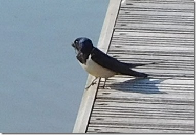 1 swallow collecting grass