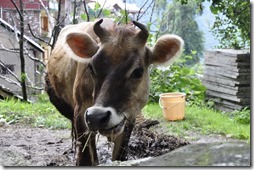 087 vache Naggar