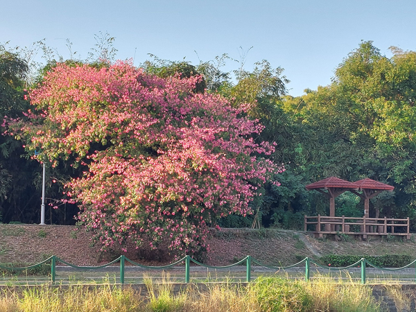 高雄楠梓益群橋後勁溪親水公園美人花開，後勁溪步道散步賞花