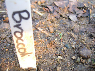 broccoli sprout Michigan vegetable garden