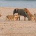 Baby Elephant Fought and Survived 14 Hungry Lions' Attack