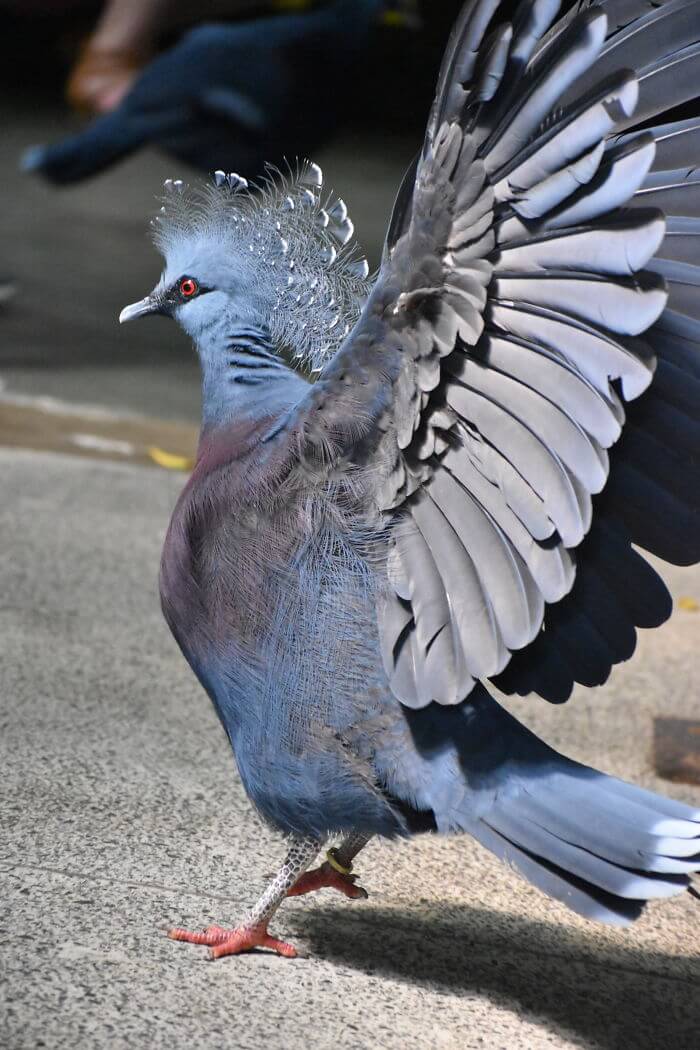 Meet The ‘Victoria Crowned Pigeon’, One Of The Most Stunning Birds Ever