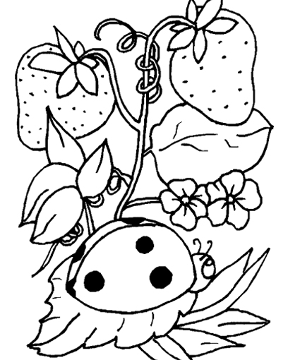 Insects Coloring Pages