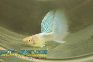 Jual Blue Sky Guppy,  Jual Guppy Yellow Gold Grass Snake Skin,  Harga Guppy Yellow Gold Grass Snake Skin,  Toko Guppy Yellow Gold Grass Snake Skin,  Diskon Guppy Yellow Gold Grass Snake Skin,  Beli Guppy Yellow Gold Grass Snake Skin,  Review Guppy Yellow Gold Grass Snake Skin,  Promo Guppy Yellow Gold Grass Snake Skin,  Spesifikasi Guppy Yellow Gold Grass Snake Skin,  Guppy Yellow Gold Grass Snake Skin Murah,  Guppy Yellow Gold Grass Snake Skin Asli,  Guppy Yellow Gold Grass Snake Skin Original,  Guppy Yellow Gold Grass Snake Skin Jakarta,  Jenis Guppy Yellow Gold Grass Snake Skin,  Budidaya Guppy Yellow Gold Grass Snake Skin,  Peternak Guppy Yellow Gold Grass Snake Skin,  Cara Merawat Guppy Yellow Gold Grass Snake Skin,  Tips Merawat Guppy Yellow Gold Grass Snake Skin,  Bagaimana cara merawat Guppy Yellow Gold Grass Snake Skin,  Bagaimana mengobati Guppy Yellow Gold Grass Snake Skin,  Ciri-Ciri Hamil Guppy Yellow Gold Grass Snake Skin,  Kandang Guppy Yellow Gold Grass Snake Skin,  Ternak Guppy Yellow Gold Grass Snake Skin,  Makanan Guppy Yellow Gold Grass Snake Skin,  Guppy Yellow Gold Grass Snake Skin Termahal,  Adopsi Guppy Yellow Gold Grass Snake Skin,  Jual Cepat Guppy Yellow Gold Grass Snake Skin,  Kreatif Guppy Yellow Gold Grass Snake Skin,  Desain Guppy Yellow Gold Grass Snake Skin,  Order Guppy Yellow Gold Grass Snake Skin,  Kado Guppy Yellow Gold Grass Snake Skin,  Cara Buat Guppy Yellow Gold Grass Snake Skin,  Pesan Guppy Yellow Gold Grass Snake Skin,  Wisuda Guppy Yellow Gold Grass Snake Skin,  Ultah Guppy Yellow Gold Grass Snake Skin,  Nikah Guppy Yellow Gold Grass Snake Skin,  Wedding Guppy Yellow Gold Grass Snake Skin,  Flanel Guppy Yellow Gold Grass Snake Skin,  Special Guppy Yellow Gold Grass Snake Skin,  Suprise Guppy Yellow Gold Grass Snake Skin,  Anniversary Guppy Yellow Gold Grass Snake Skin,  Moment Guppy Yellow Gold Grass Snake Skin,  Istimewa  Guppy Yellow Gold Grass Snake Skin,  Kasih Sayang  Guppy Yellow Gold Grass Snake Skin,  Valentine  Guppy Yellow Gold Grass Snake Skin,  Tersayang Guppy Yellow Gold Grass Snake Skin,  Unik Guppy Yellow Gold Grass Snake Skin, Harga Blue Sky Guppy,  Toko Blue Sky Guppy,  Diskon Blue Sky Guppy,  Beli Blue Sky Guppy,  Review Blue Sky Guppy,  Promo Blue Sky Guppy,  Spesifikasi Blue Sky Guppy,  Blue Sky Guppy Murah,  Blue Sky Guppy Asli,  Blue Sky Guppy Original,  Blue Sky Guppy Jakarta,  Jenis Blue Sky Guppy,  Budidaya Blue Sky Guppy,  Peternak Blue Sky Guppy,  Cara Merawat Blue Sky Guppy,  Tips Merawat Blue Sky Guppy,  Bagaimana cara merawat Blue Sky Guppy,  Bagaimana mengobati Blue Sky Guppy,  Ciri-Ciri Hamil Blue Sky Guppy,  Kandang Blue Sky Guppy,  Ternak Blue Sky Guppy,  Makanan Blue Sky Guppy,  Blue Sky Guppy Termahal,  Adopsi Blue Sky Guppy,  Jual Cepat Blue Sky Guppy, 