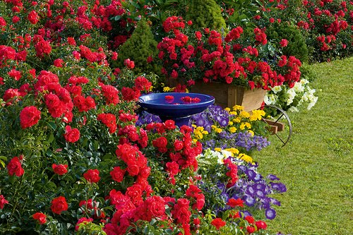 types of flowers easy to grow Flower Carpet Roses | 500 x 333