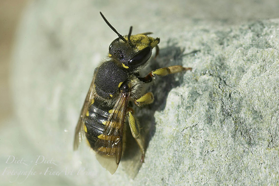 Grosse Wollbiene / Garten- Wollbiene (Anthidium manicatum) Die männliche Wollbiene verteidigt ihr Revier gegen Nahrungskonkurrenten mit ihren Dornen am Hinterleib. Ihre Brut wächst in Erd-, Mauer-, Holzlöcher oder Erdspalten auf.