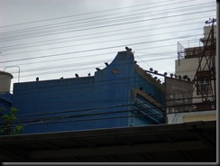 palomas urquiza