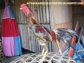 Jenis Jenis Ayam  Aduan  Atau Ayam  Petarung Ayam  Bangkok 