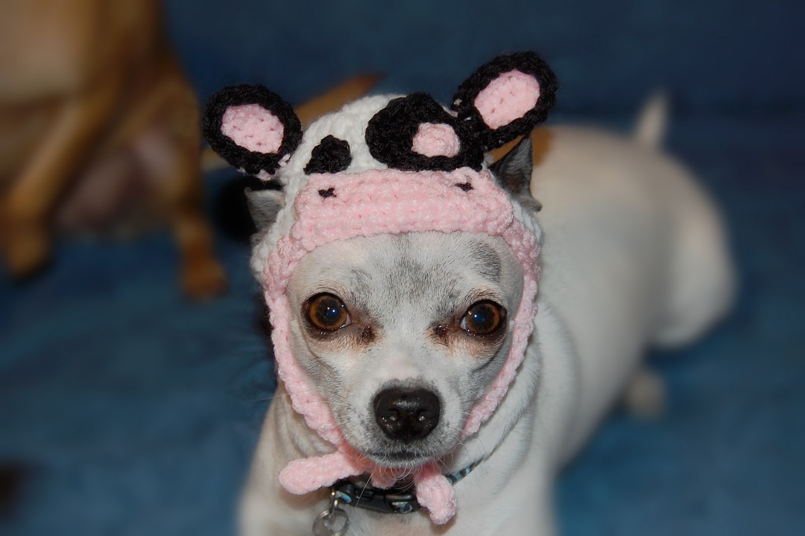 MOO COW HAT