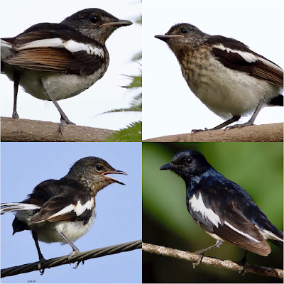 Oriental Magpie-Robin