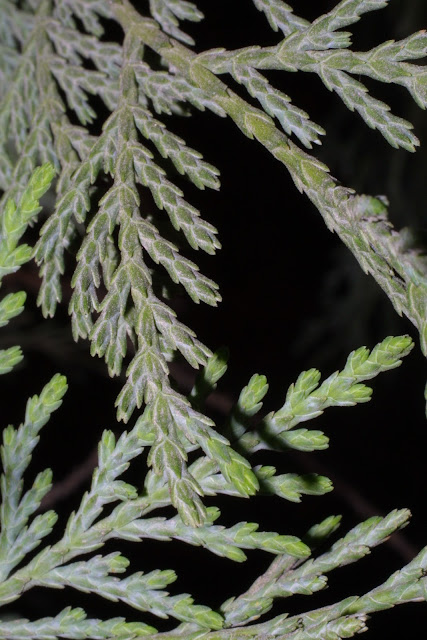 Arborvitae Thuja T. Occidentalis4