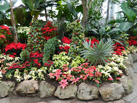 Massed poinsettias and succulent topiaries at the  2018 Allan Gardens Conservatory Winter Flower Show by garden muses--not another Toronto gardening blog