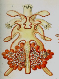 brachiolaria_larva