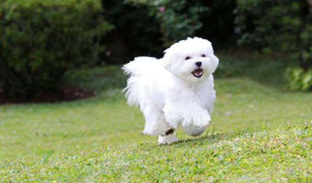 "Adorable Maltese dog with a silky white coat and expressive eyes, exuding elegance and charm."