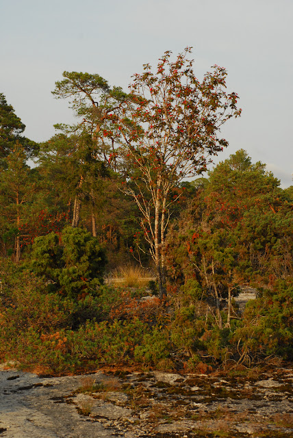 Рябина тёмная / Хедлундия тёмная (Sorbus atrata, =Hedlundia atrata)