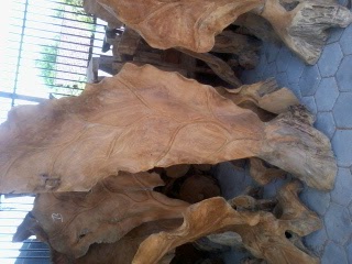 daun akar kayu  jati  Akar Jaya