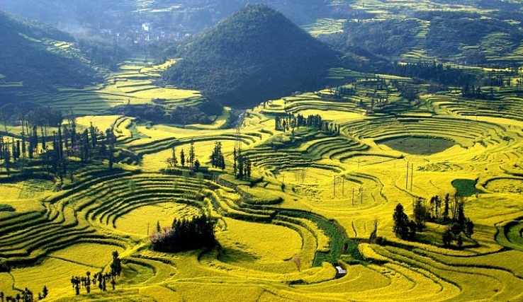 Canola Flower Fields, Taman Terindah di Cina