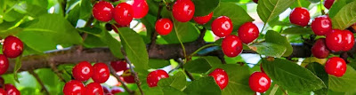  Fruit Bushes for Sale - Buy Your Fruit Tree bushes at a Great Price