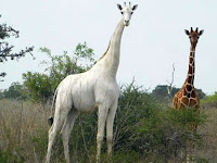 World's only known white giraffe fitted with tracker to deter poachers.