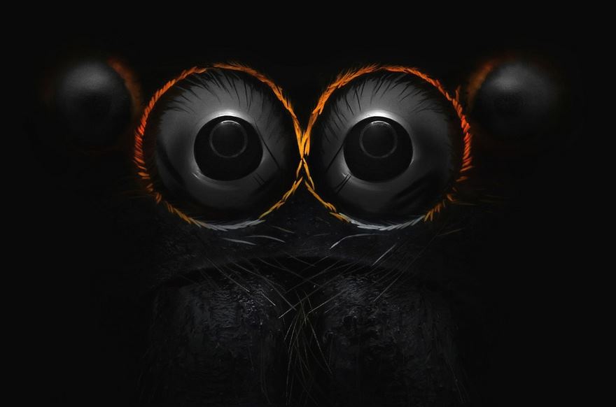 2016 Nikon Macro Photo Contest Winners Show The World Like You’ve Never Seen Before - Eyes Of A Jumping Spider