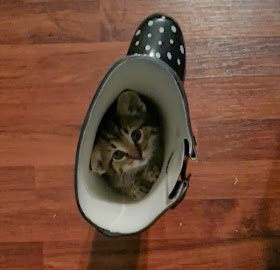 Funny cats - part 89 (40 pics + 10 gifs), kitten in a boot