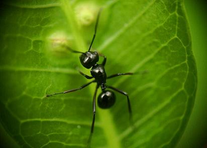 Black ant picture source: