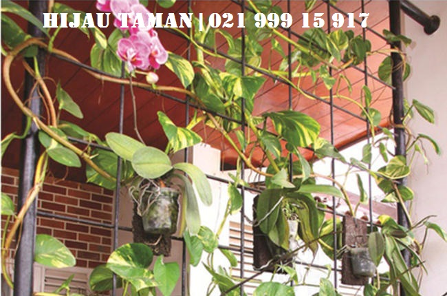 JUAL POHON RAMBAT LEE KUAN YEW DOLLAR MANDEVILLA 