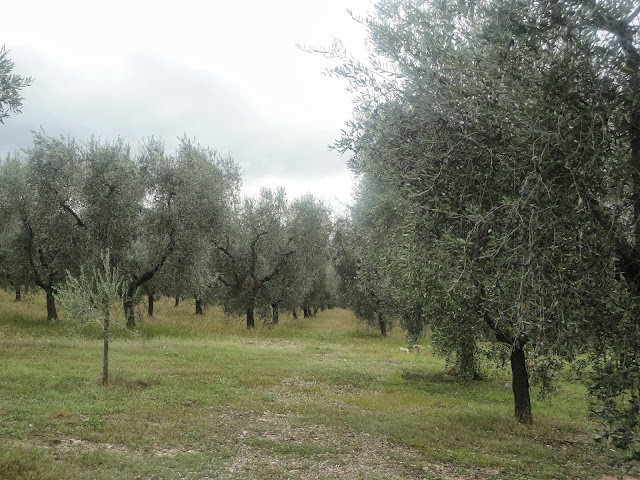 Carpino, azienda agricola Bio Russi