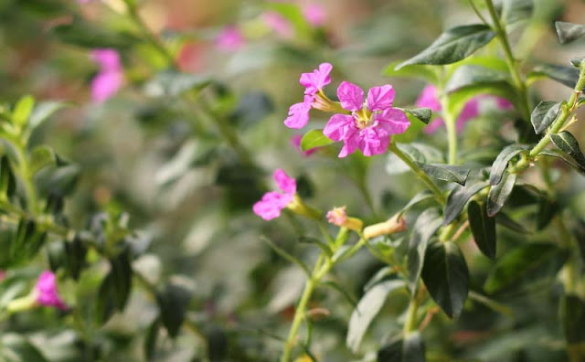 Mexican Heather Flowers Pictures