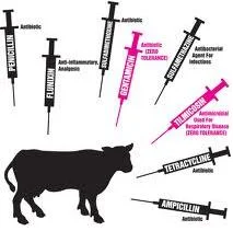 Sự lạm dụng một số dược phẩm trong chăn nuôi  ảnh hưởng tới sức khỏe người tiêu dùng.