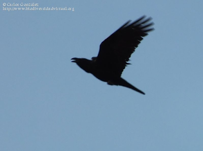 http://www.biodiversidadvirtual.org/aves/Corvus-corax-img56048.html