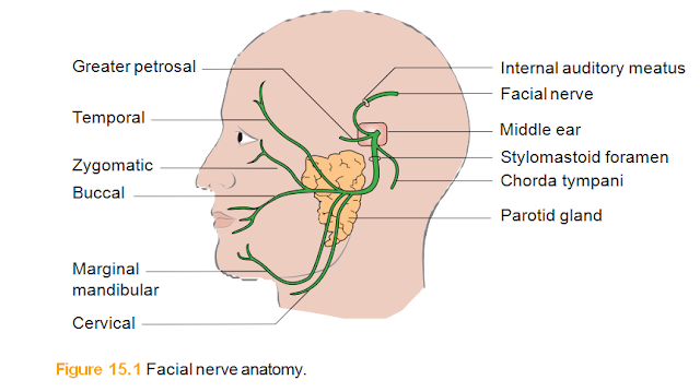 Facial nerve paralysis 15