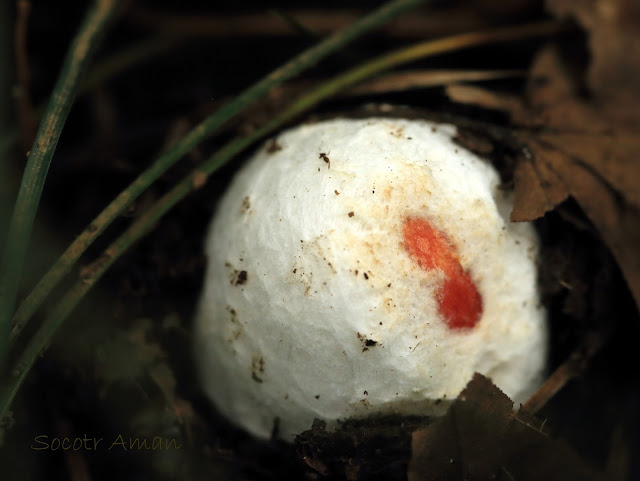 Amanita caesareoides