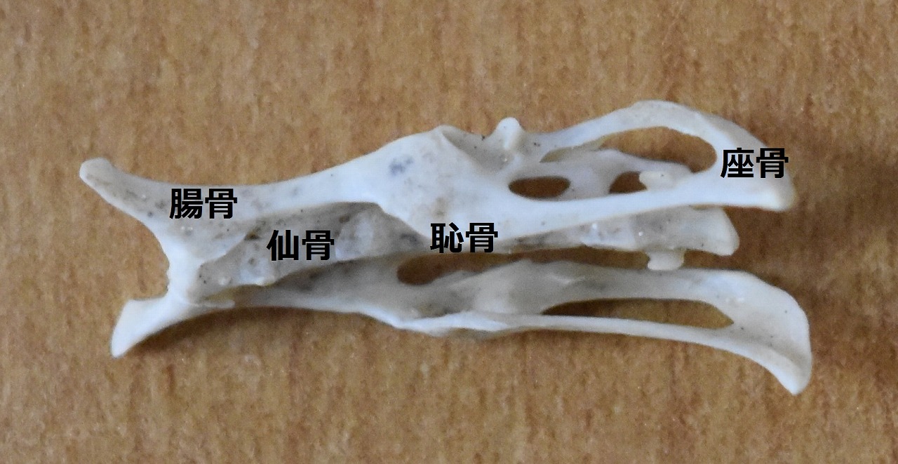 故有事 シカの寛骨から From The Hipbone Of Sika Deer 故有事 シカの寛骨から From The Hipbone Of Sika Deer