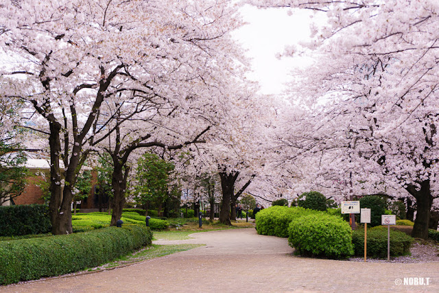 佃公園（中央区）の桜並木