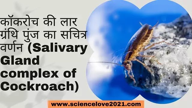 कॉकरोच की लार ग्रंथि पुंज का सचित्र वर्णन (Salivary Gland complex of Cockroach)|hindi