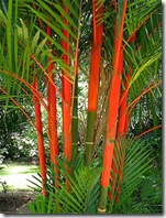 cyrtostachys renda lakka tanetahi 3