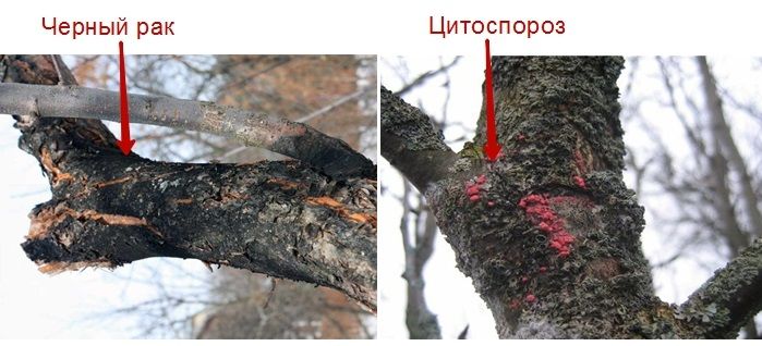 Отличие цитоспороза от чёрного рака