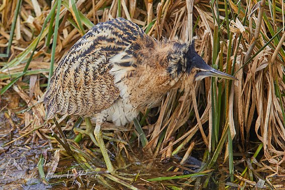 Rohrdommel (Botaurus stellaris)